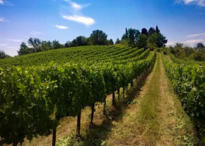 Il Cru Sorripa, la nostra vigna dedicata al Merlot