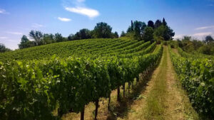 Il Cru "Sorripa", vigna dedicata al Merlot