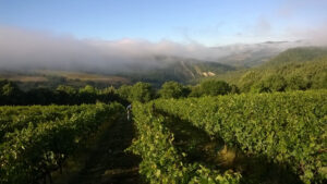 Vendemmia alle prime luci del mattino