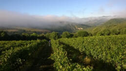 Vendemmia alle prime luci del mattino