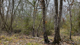 Alberi e sottobosco