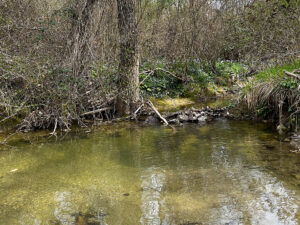 L'acqua dell'Asso scorre al limitare del bosco