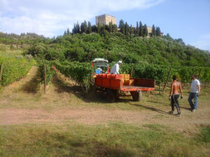 Si vendemmia!
