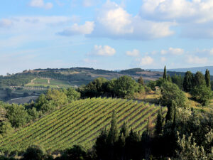 The Merlot rows of the "Sorripa" Cru