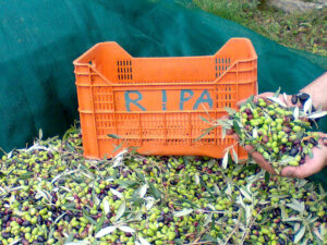 Le nostre olive