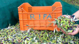 Le nostre olive