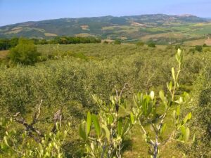 The olive groves overlook the valley