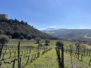 Vigne ai piedi del Castello, sullo sfondo il Monte Amiata