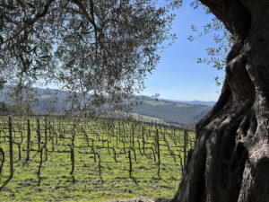 La vigna lunga di Sangiovese