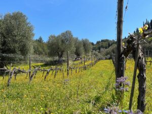 Primavera: vigne naturalmente inerbite