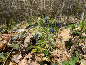 La primavera nel bosco: i muscari selvatici