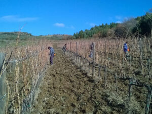 Lavori invernali: la potatura delle viti