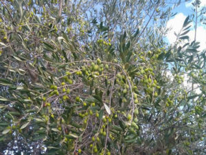 Olive di Correggiolo