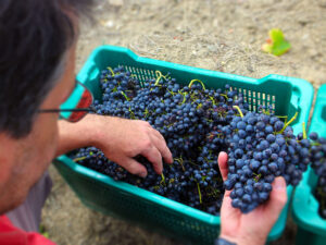 Vendemmia: grappoli di Syrah