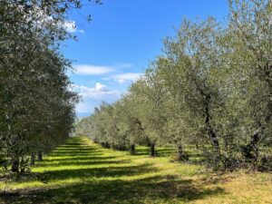 L'Olivetone, uliveto a Podere Celle