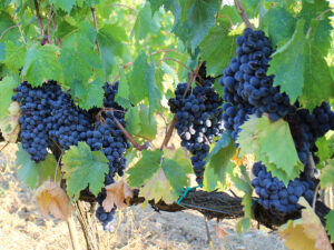 Vendemmia: uve di Syrah pronte per la raccolta