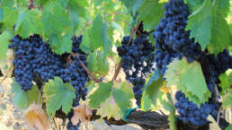 Vendemmia: uve di Syrah pronte per la raccolta