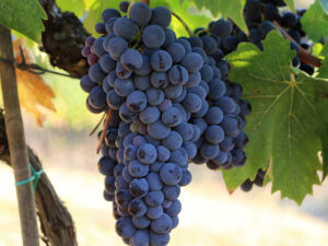 Grappolo di sangiovese