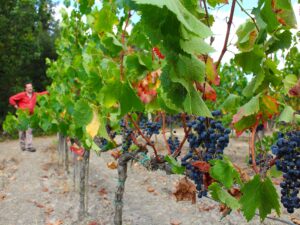 I grappoli spargoli del Merlot