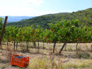Vendemmia