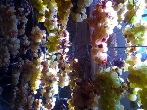 Grappoli in appassimento destinati al Vin Santo
