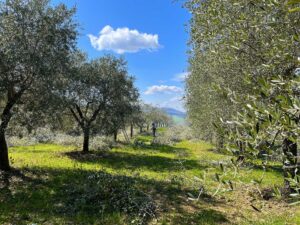 Potatura degli ulivi a primavera