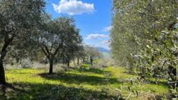 Potatura degli ulivi a primavera