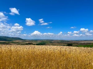 Il farro biologico dei nostri campi