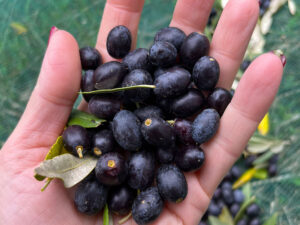 Olive sane e mature