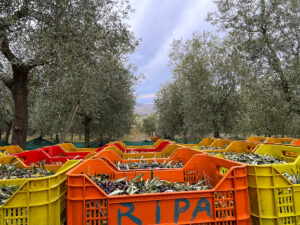 Olive in partenza verso il frantoio