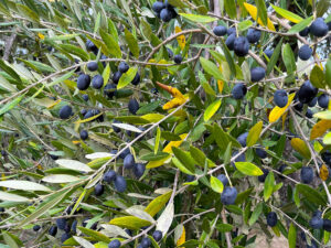 Olive mature pronte alla raccolta