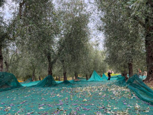 Raccolta manuale delle olive